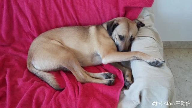 1725789636781037724.jpg 英雄联盟直播-【专栏】王勤伯:内心有狗